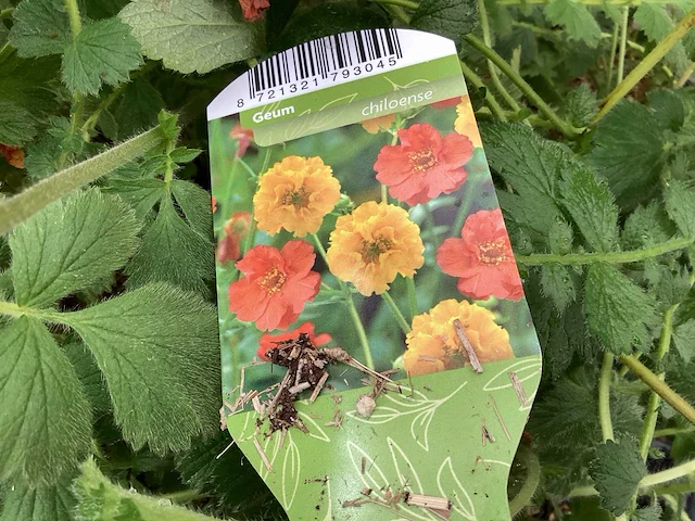 Geum (30x) - afbeelding 3 van  3