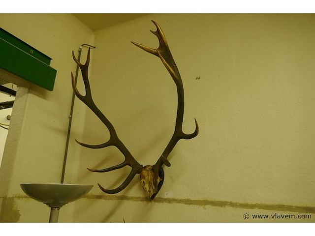 Gewei - afbeelding 1 van  1