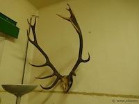 Gewei - afbeelding 1 van  1