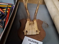 Gewei - afbeelding 1 van  1