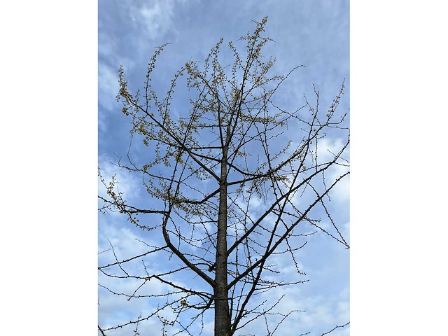 Ginkgo biloba (10x) - afbeelding 2 van  15