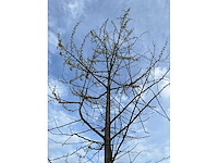 Ginkgo biloba (10x) - afbeelding 2 van  15
