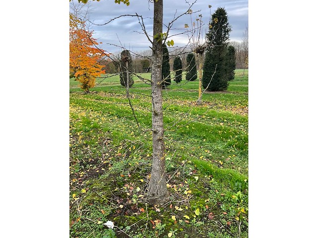 Ginkgo biloba (10x) - afbeelding 4 van  15