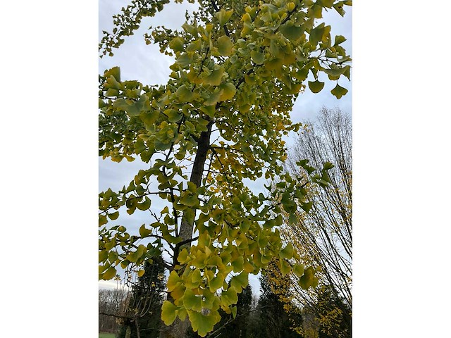 Ginkgo biloba (10x) - afbeelding 5 van  15
