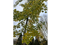 Ginkgo biloba (10x) - afbeelding 5 van  15