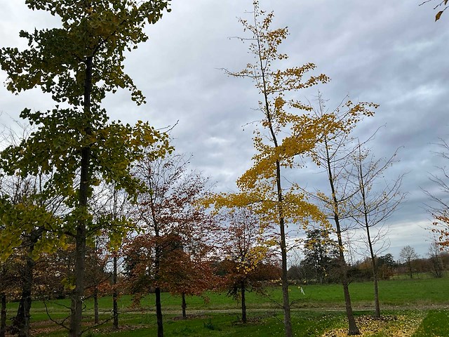 Ginkgo biloba (10x) - afbeelding 6 van  15