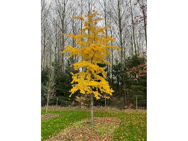 Ginkgo biloba (10x) - afbeelding 7 van  15