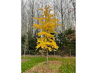 Ginkgo biloba (10x) - afbeelding 7 van  15