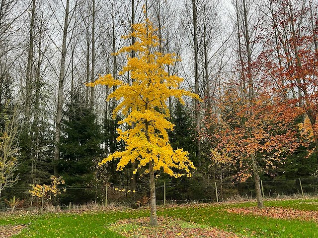 Ginkgo biloba (10x) - afbeelding 1 van  15