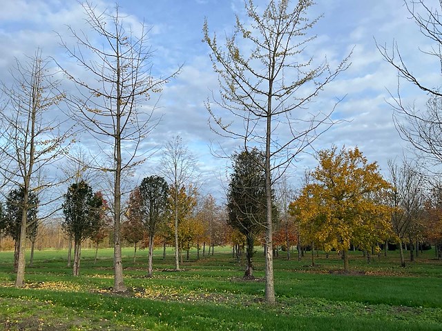 Ginkgo biloba (10x) - afbeelding 8 van  15