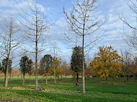 Ginkgo biloba (10x) - afbeelding 8 van  15