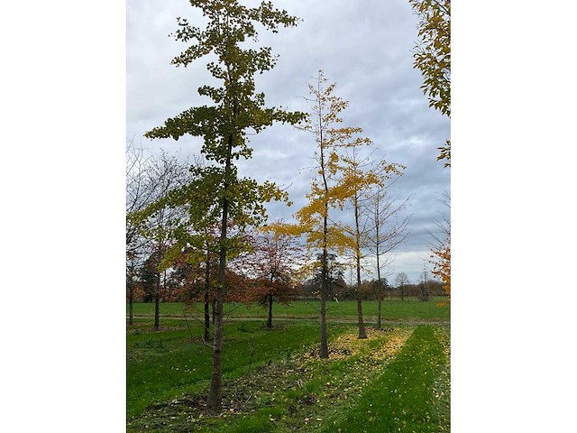 Ginkgo biloba (10x) - afbeelding 9 van  15
