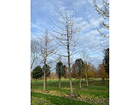 Ginkgo biloba (10x) - afbeelding 10 van  15