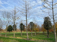 Ginkgo biloba (10x) - afbeelding 11 van  15