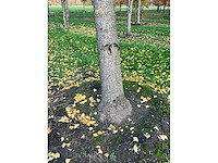 Ginkgo biloba (10x) - afbeelding 12 van  15