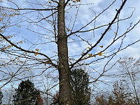 Ginkgo biloba (10x) - afbeelding 13 van  15