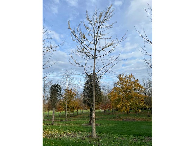 Ginkgo biloba (10x) - afbeelding 14 van  15