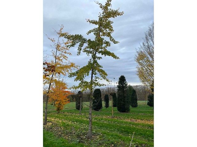 Ginkgo biloba (10x) - afbeelding 3 van  15