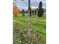 Ginkgo biloba (10x) - afbeelding 4 van  15