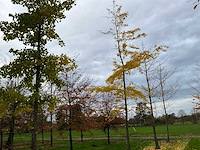 Ginkgo biloba (10x) - afbeelding 6 van  15