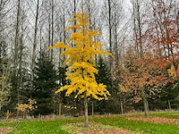 Ginkgo biloba (10x)