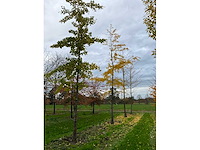Ginkgo biloba (10x) - afbeelding 9 van  15