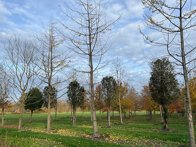 Ginkgo biloba (10x) - afbeelding 11 van  15