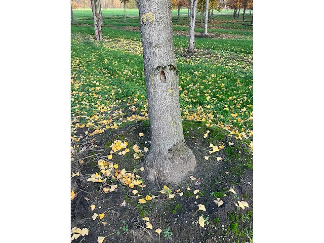 Ginkgo biloba (10x) - afbeelding 12 van  15