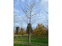 Ginkgo biloba (10x) - afbeelding 14 van  15