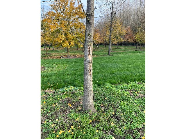 Ginkgo biloba (10x) - afbeelding 15 van  15