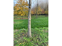 Ginkgo biloba (10x) - afbeelding 15 van  15