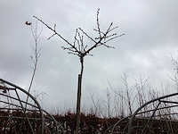 Ginko - afbeelding 1 van  2