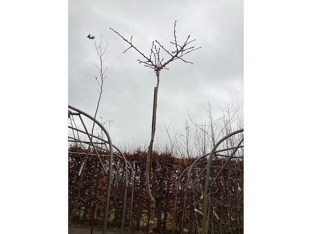 Ginko - afbeelding 1 van  1