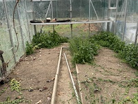 Glazen serre l ±6m x b3,1 x h2,5 m - afbeelding 3 van  6