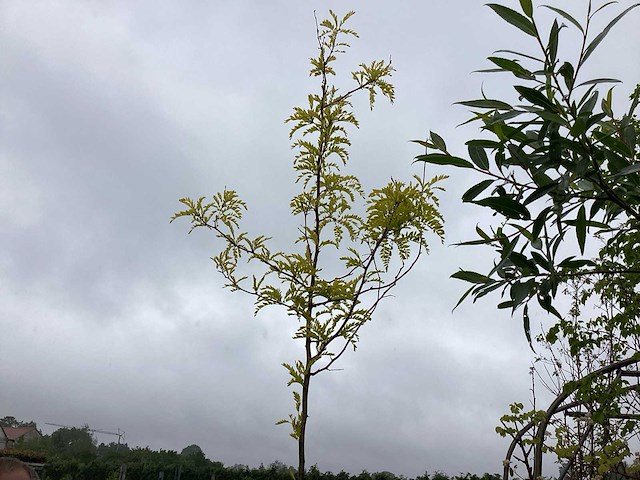 Gleditsia (1) - afbeelding 1 van  2