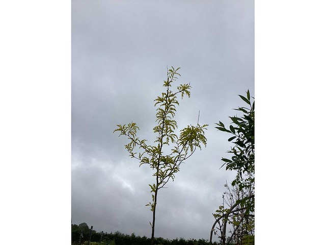 Gleditsia (1) - afbeelding 2 van  2
