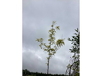 Gleditsia (1) - afbeelding 2 van  2
