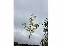 Gleditsia (1) - afbeelding 2 van  2
