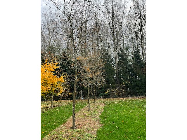 Gleditsia triacanthos (11x) - afbeelding 2 van  10