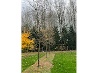 Gleditsia triacanthos (11x) - afbeelding 2 van  10