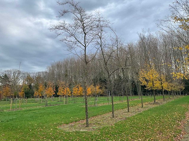 Gleditsia triacanthos (11x) - afbeelding 1 van  10