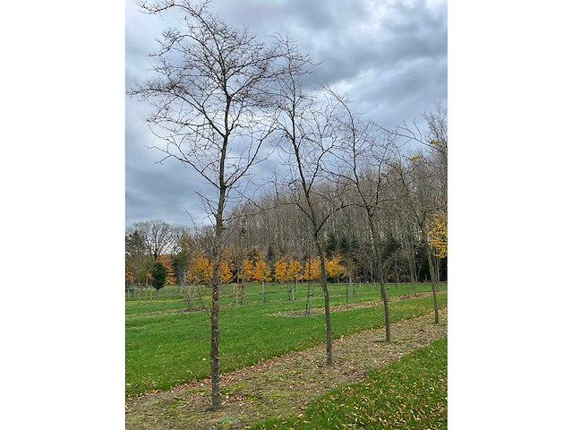 Gleditsia triacanthos (11x) - afbeelding 3 van  10