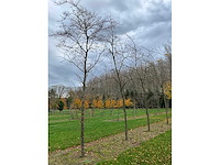 Gleditsia triacanthos (11x) - afbeelding 3 van  10