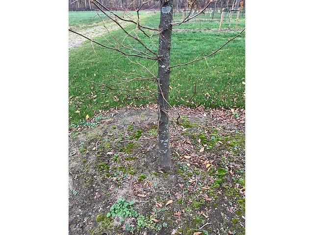 Gleditsia triacanthos (11x) - afbeelding 4 van  10