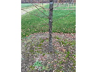 Gleditsia triacanthos (11x) - afbeelding 4 van  10
