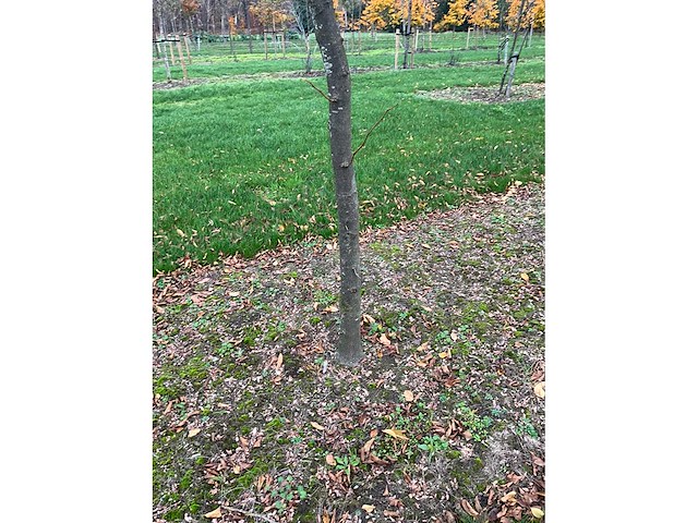 Gleditsia triacanthos (11x) - afbeelding 5 van  10