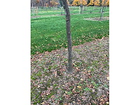 Gleditsia triacanthos (11x) - afbeelding 5 van  10