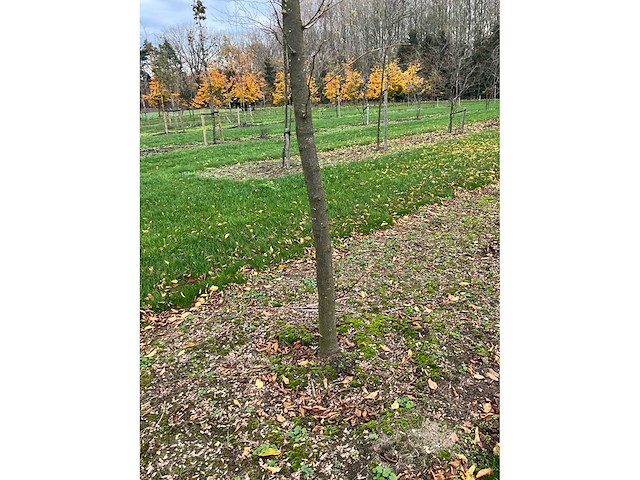Gleditsia triacanthos (11x) - afbeelding 6 van  10