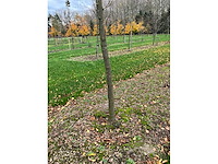 Gleditsia triacanthos (11x) - afbeelding 6 van  10