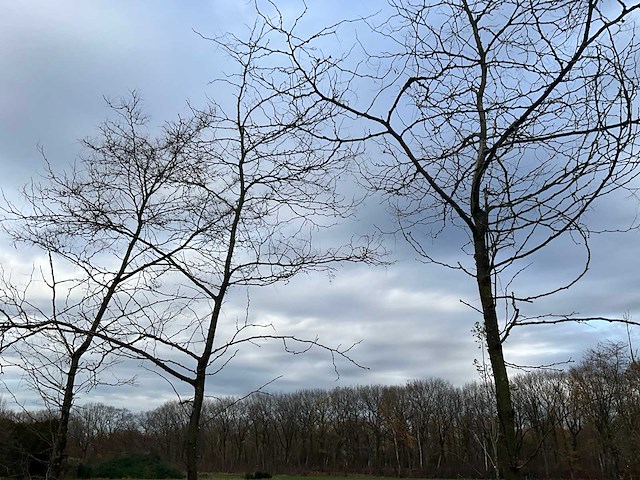 Gleditsia triacanthos (11x) - afbeelding 7 van  10